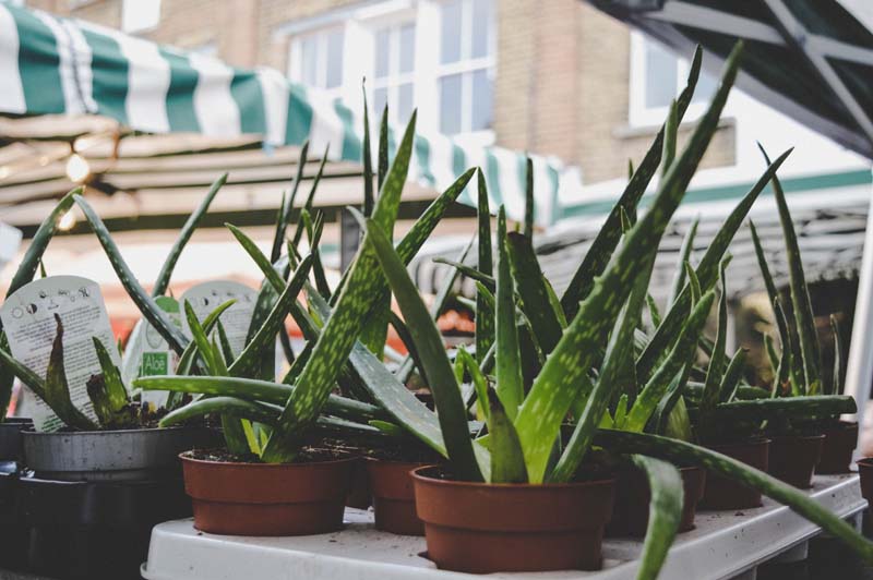 can you compost aloe vera