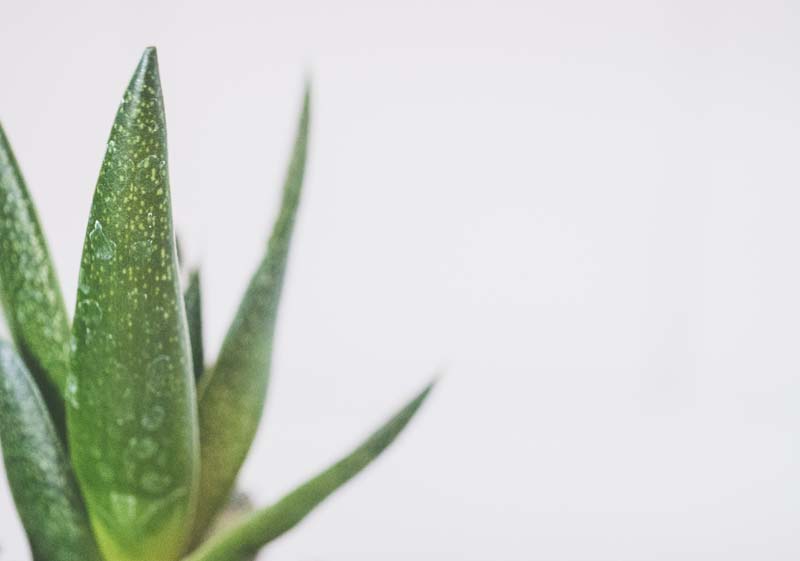 can you compost aloe vera